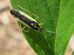 Dryophilocoris kerzhneri