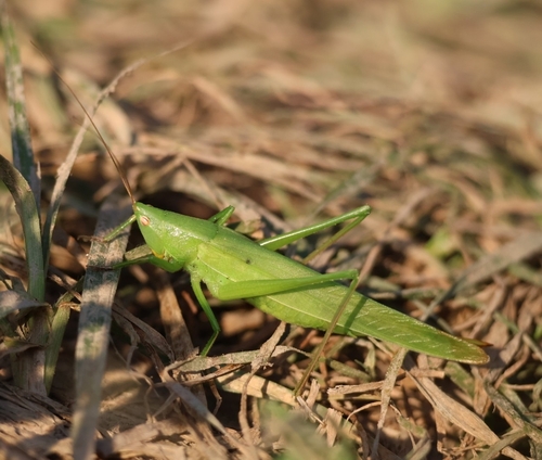 Large Conehead