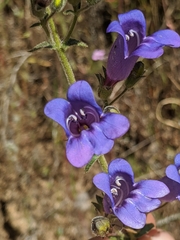 Penstemon laetus