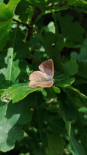 Purple hairstreak