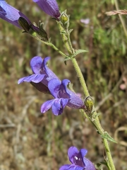 Penstemon laetus