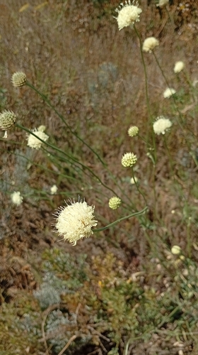 Cephalaria uralensis, photograph 4