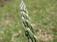 Asparagus oligoclonos