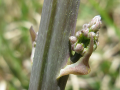 Asparagus oligoclonos