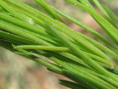 Asparagus oligoclonos