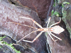 Epidaus tuberosus