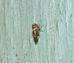 Idioscopus nitidulus