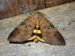 Thyas coronata