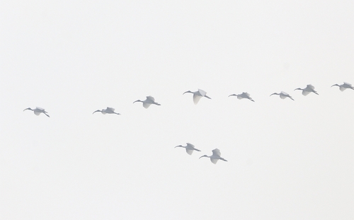 Black-headed Ibis