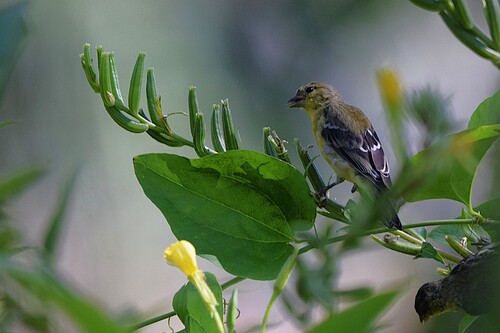 Lesser Goldfinch
