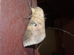 Thyas coronata