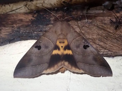 Thyas coronata