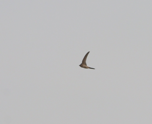 Asian Palm Swift