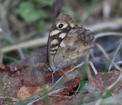 Speckled Wood