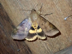 Thyas coronata
