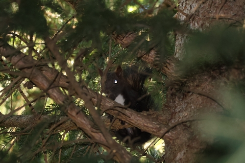 Eurasian Red Squirrel