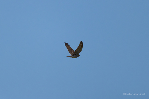 Eurasian Sparrowhawk