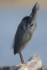 Egretta garzetta × gularis