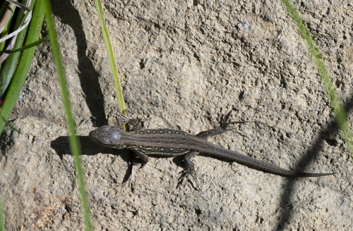 Sand Lizard