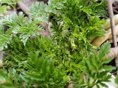 Torilis nodosa