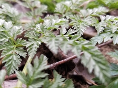 Torilis nodosa