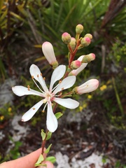 Bejaria racemosa, photograph author not stated, no rights reserved