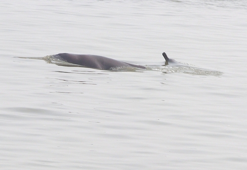 Ganges River Dolphin