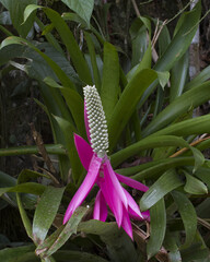 Aechmea mariae-reginae