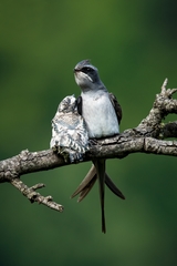 Hemiprocne coronata