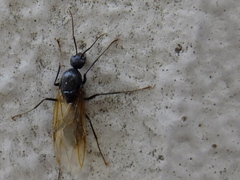 Camponotus japonicus