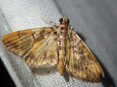 Tylostega