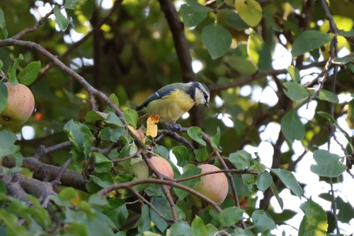 Eurasian Blue Tit