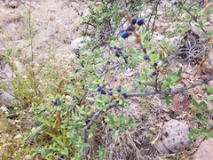 Forestiera angustifolia