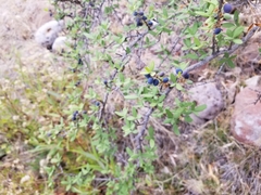 Forestiera angustifolia