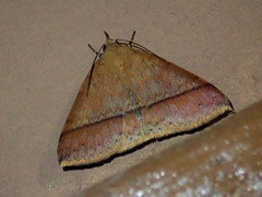 Ugia serrilinea