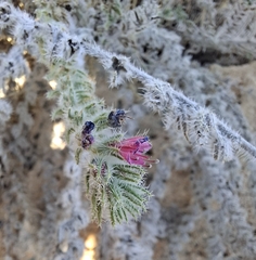 Echium angustifolium, photograph (c) Ross Krisztina, some rights reserved (CC BY)