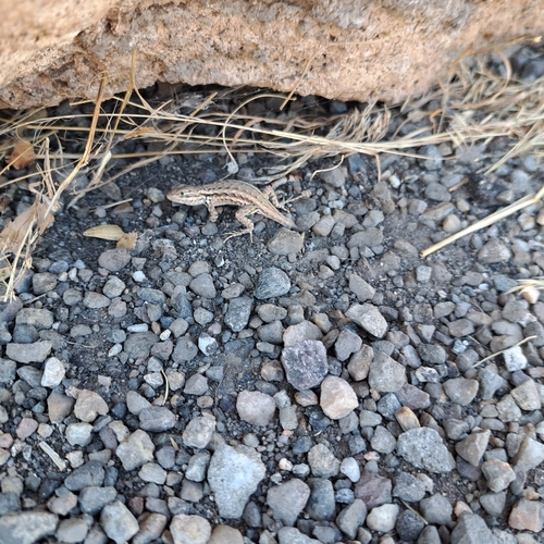 Common Sagebrush Lizard