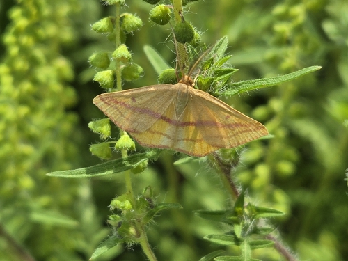 Chickweed Geometer Moth