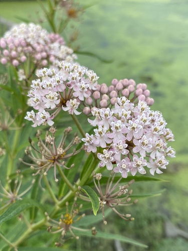 swamp milkweed