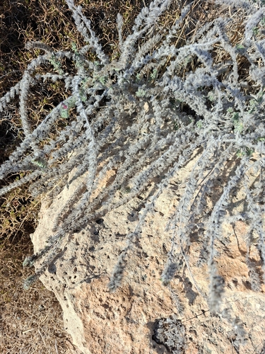 Echium angustifolium, photograph 3
