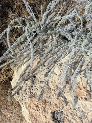 Echium angustifolium, photograph (c) Ross Krisztina, some rights reserved (CC BY)