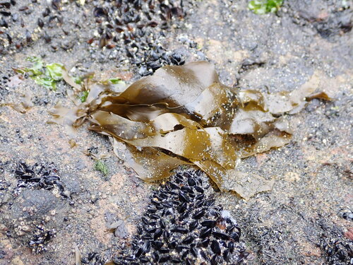 Petalonia binghamiae observed 2026-08-22