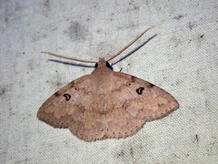 Ugia signifera