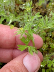 Ranunculus hebecarpus