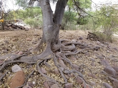 Forestiera angustifolia