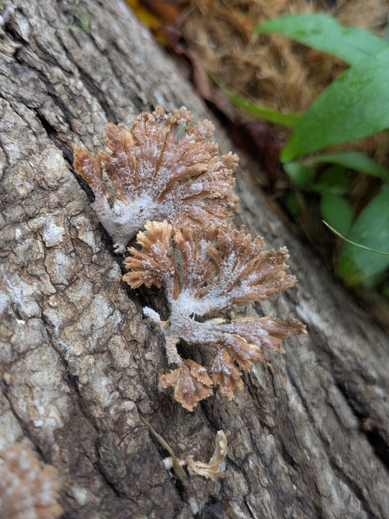 splitgill mushroom · August 2026 · photo: Photo: (c) Hannah Jones, some rights reserved (CC BY) · iNaturalist