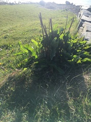 Rumex obtusifolius