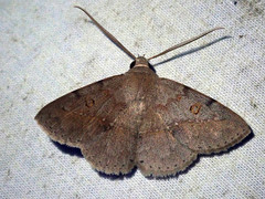 Ugia signifera