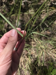 Panicum coloratum