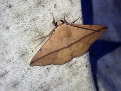 Ugia sundana